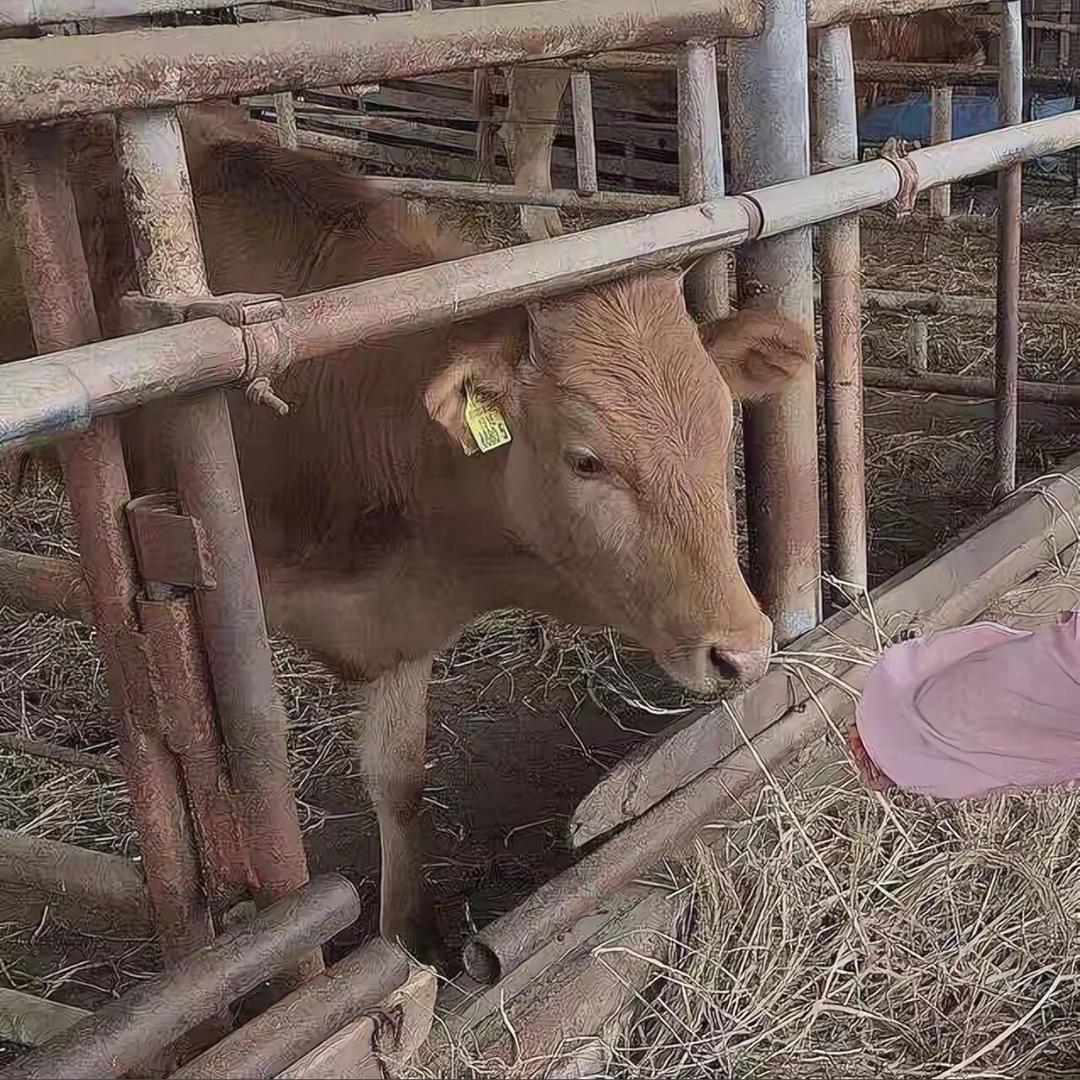 被红红米死版