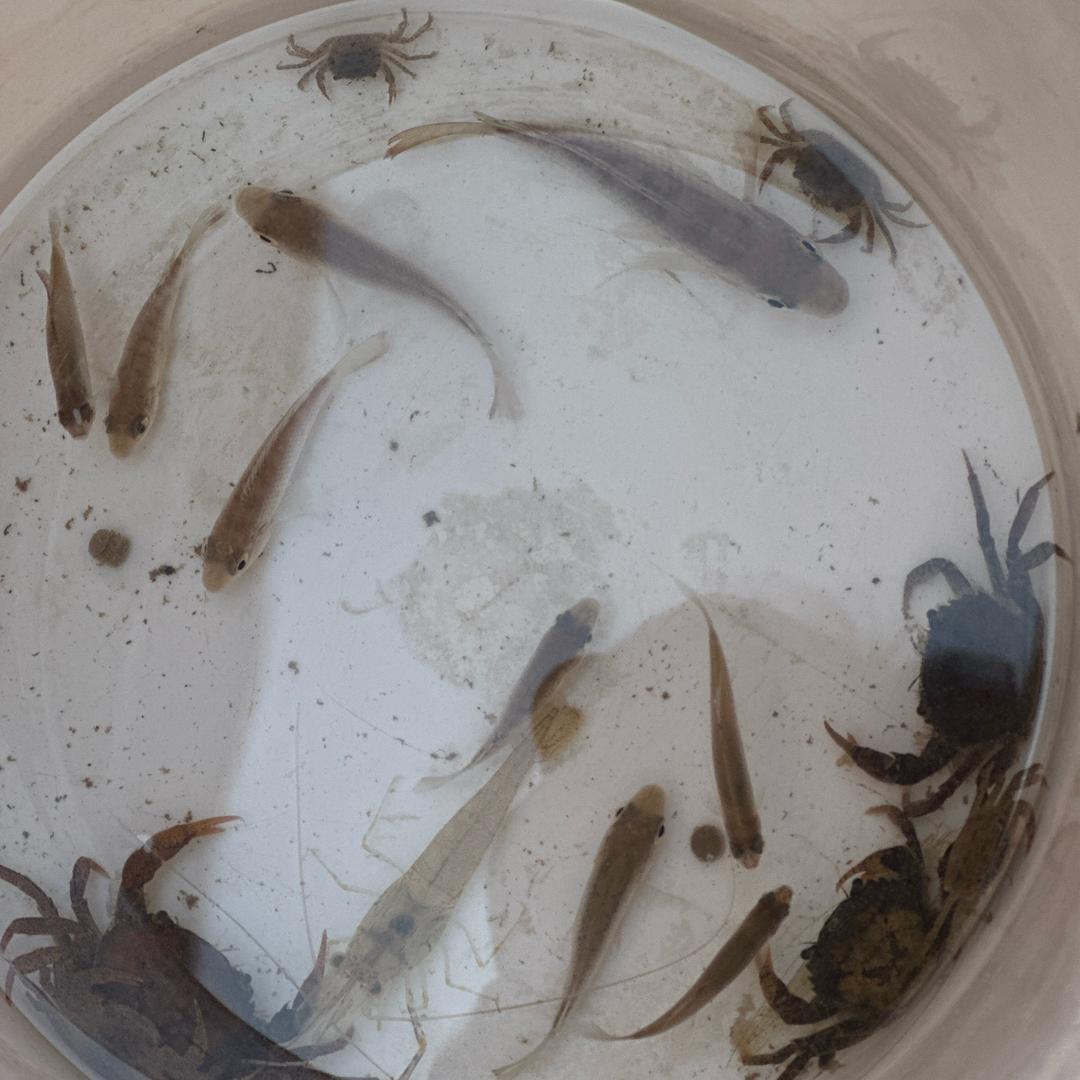 白色的岛屿🏝️