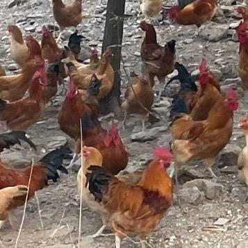 台儿庄区鑫泰家庭农场