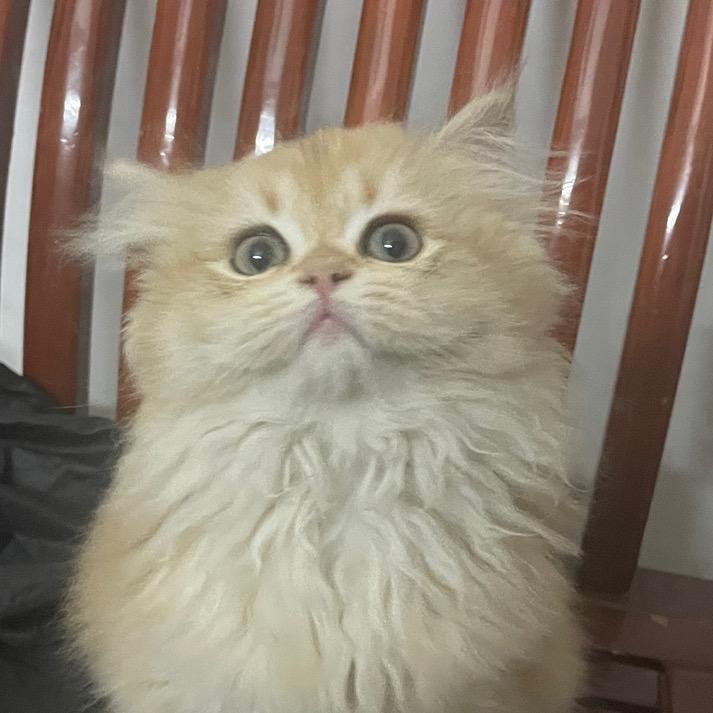 猪大肠