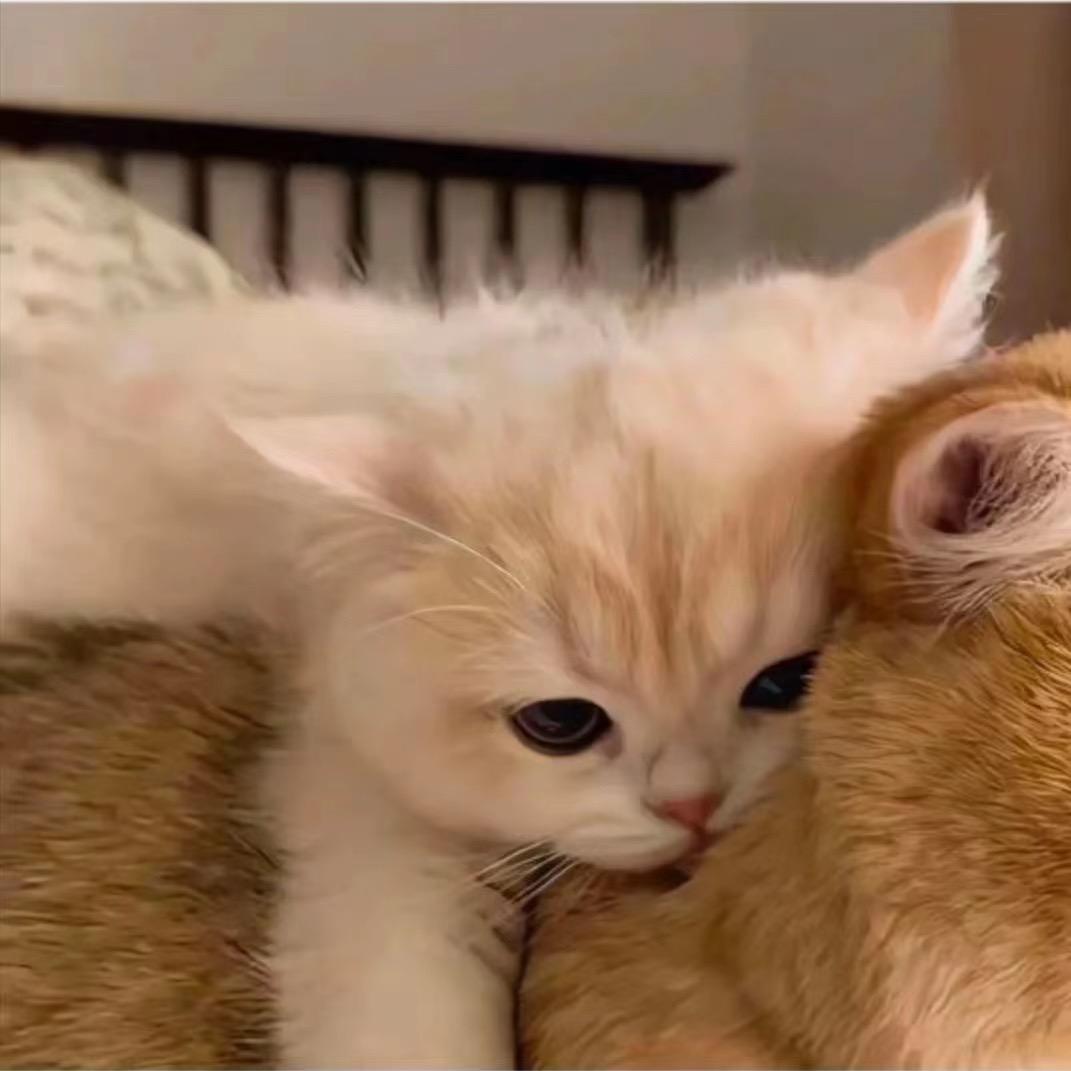 @银子穿戴甲（直播版）