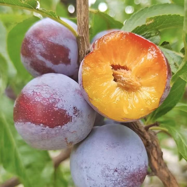 红露生鲜