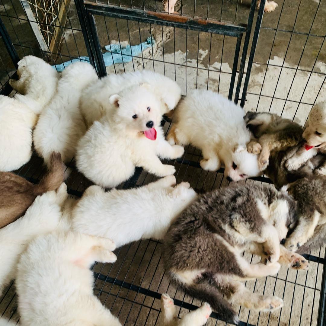 濮阳萨摩耶，阿拉斯加，比熊。