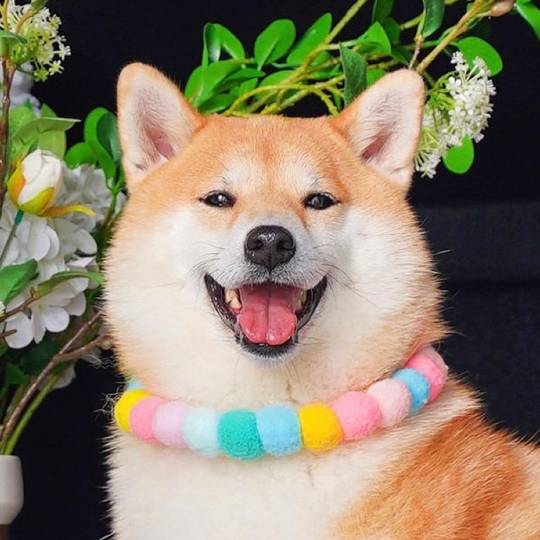 柴犬八喜