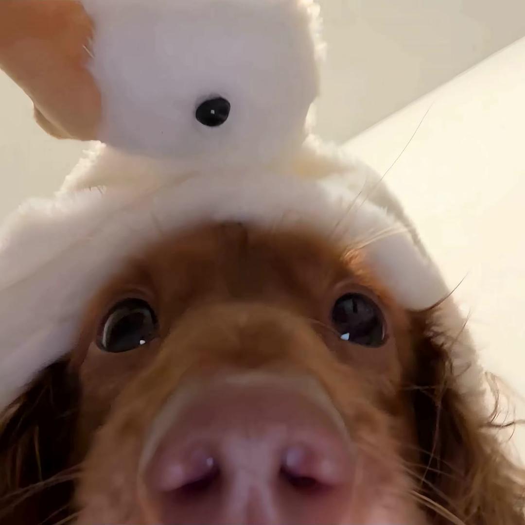 墩墩好物👶🏻