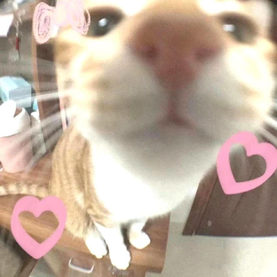 .H