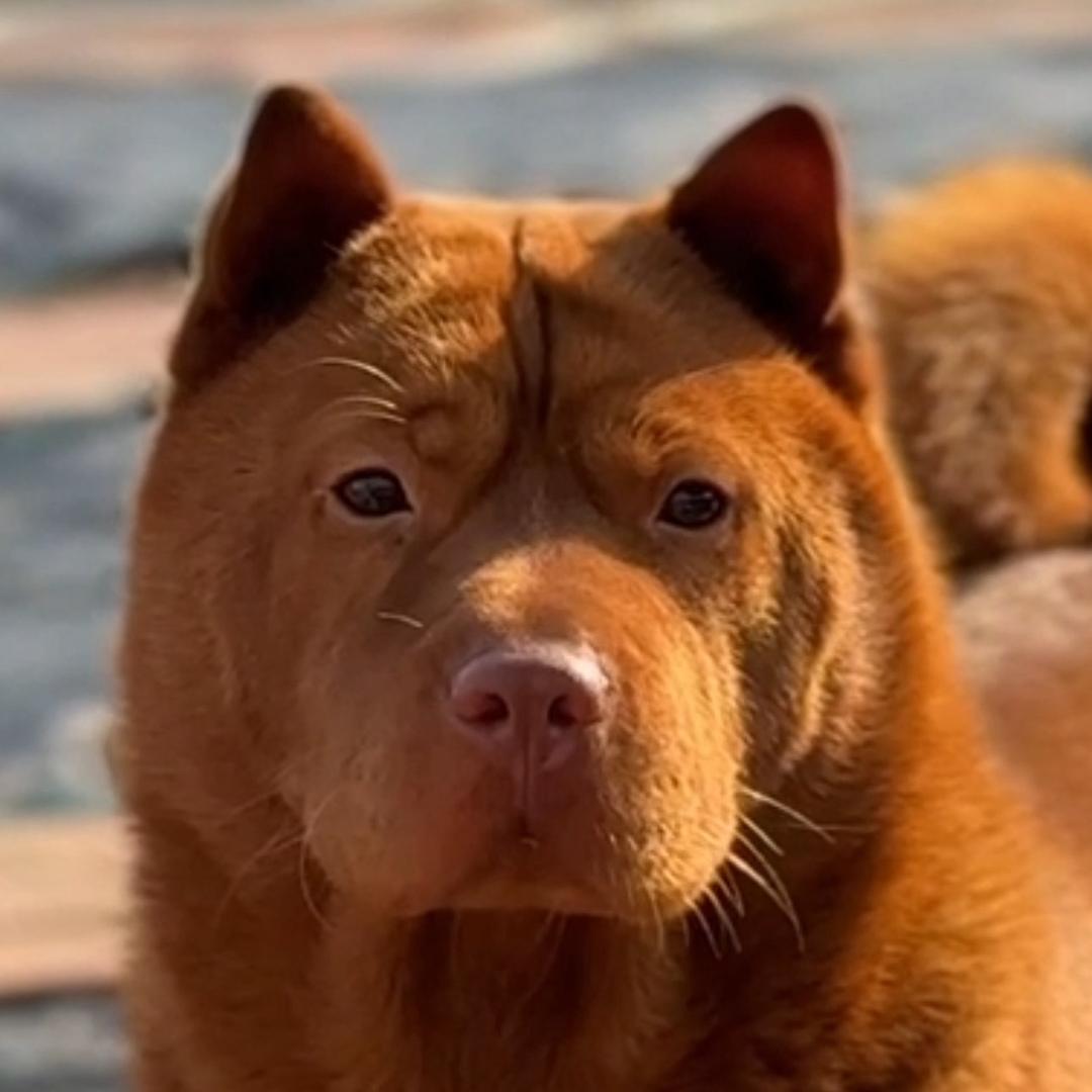C罗五红犬