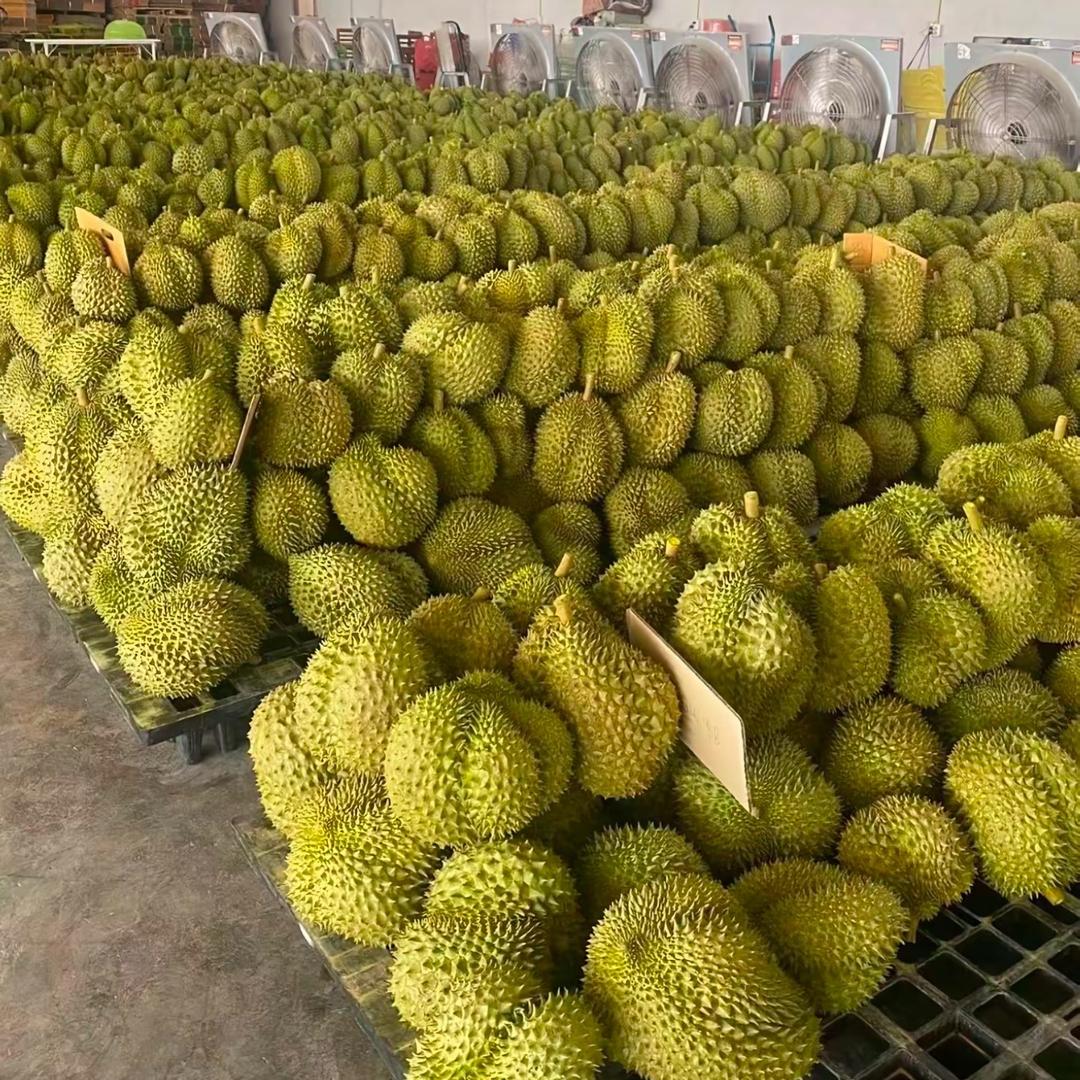 泰国金枕集中分捡仓