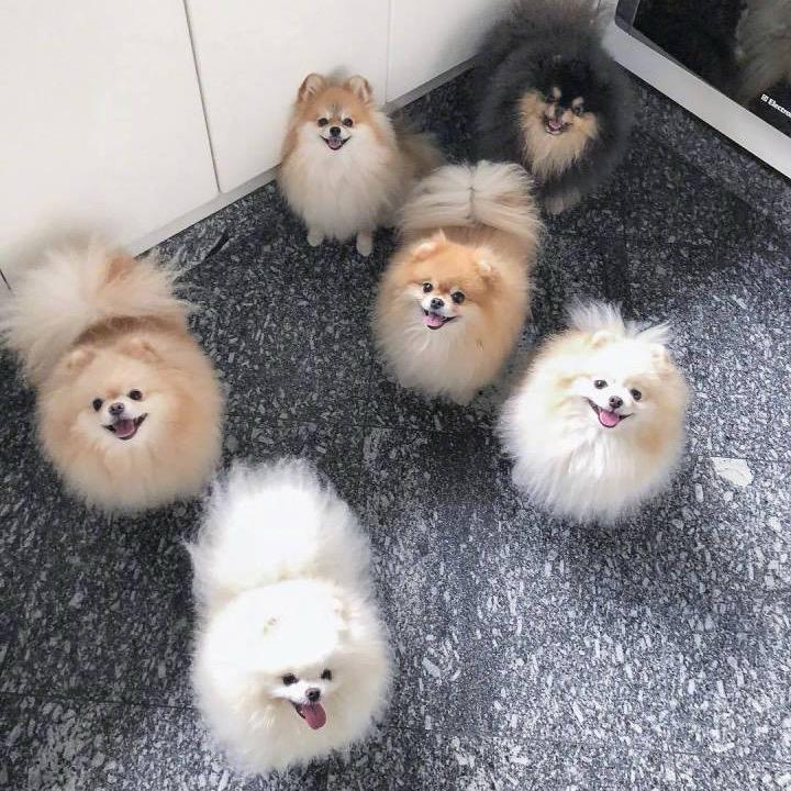 好运收藏家