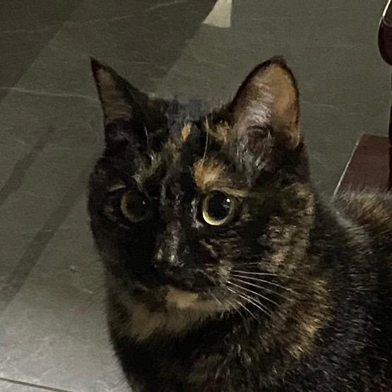 彩色玻璃猪猪Design