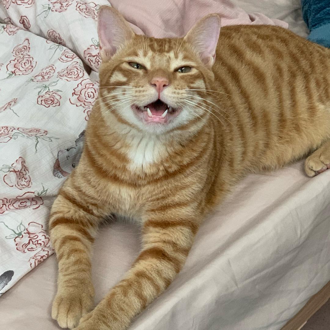 壳