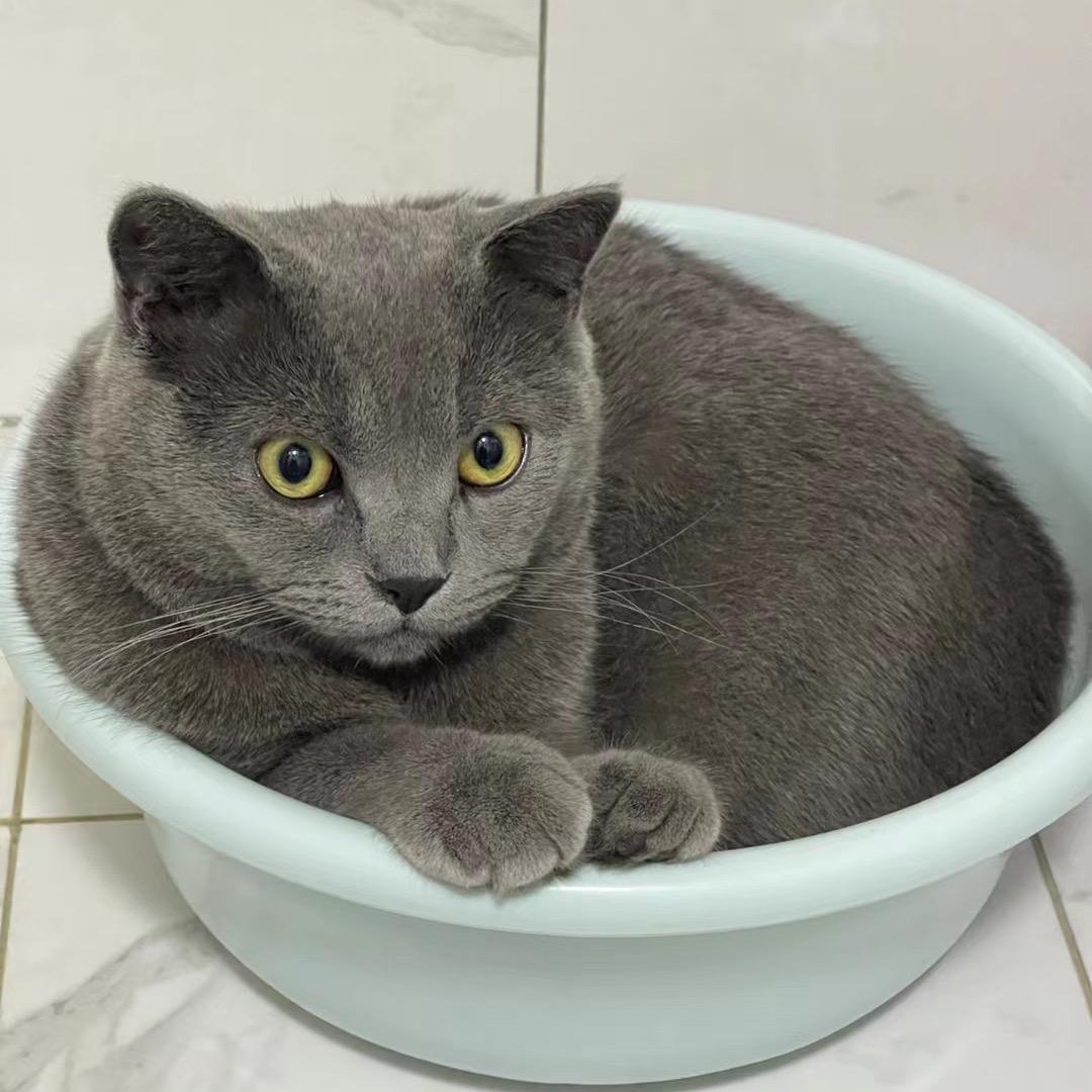 宠铂铂木薯猫砂工厂店