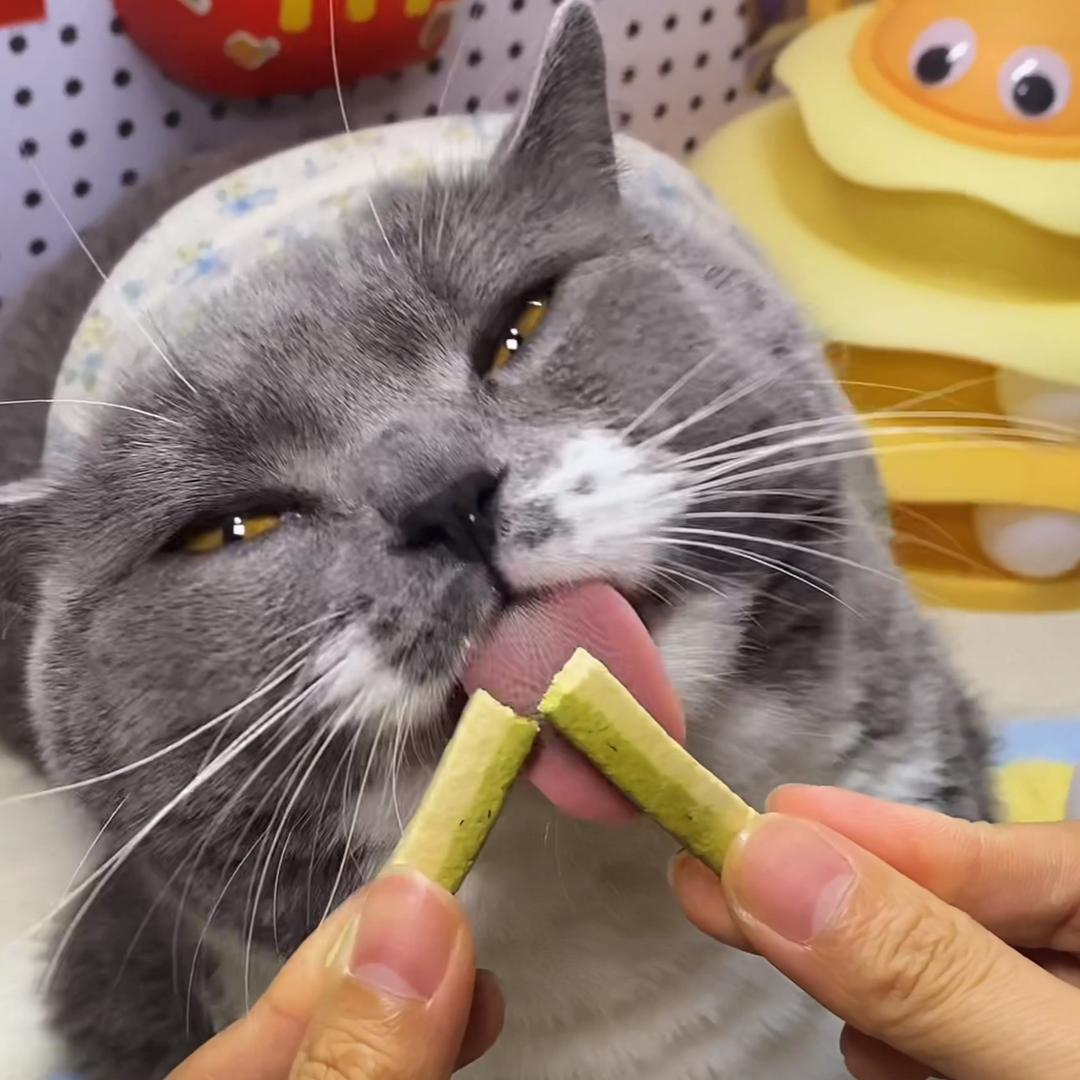 憨憨肥皮圆滚滚😺