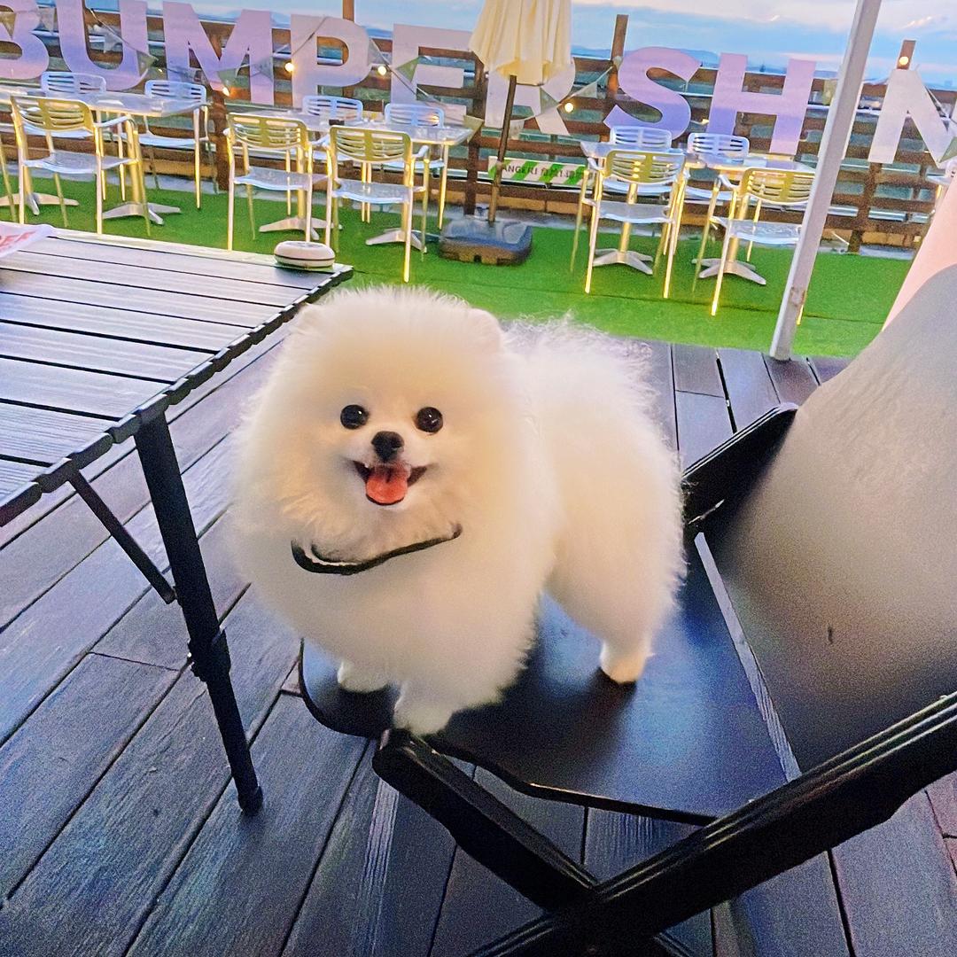 软软小白