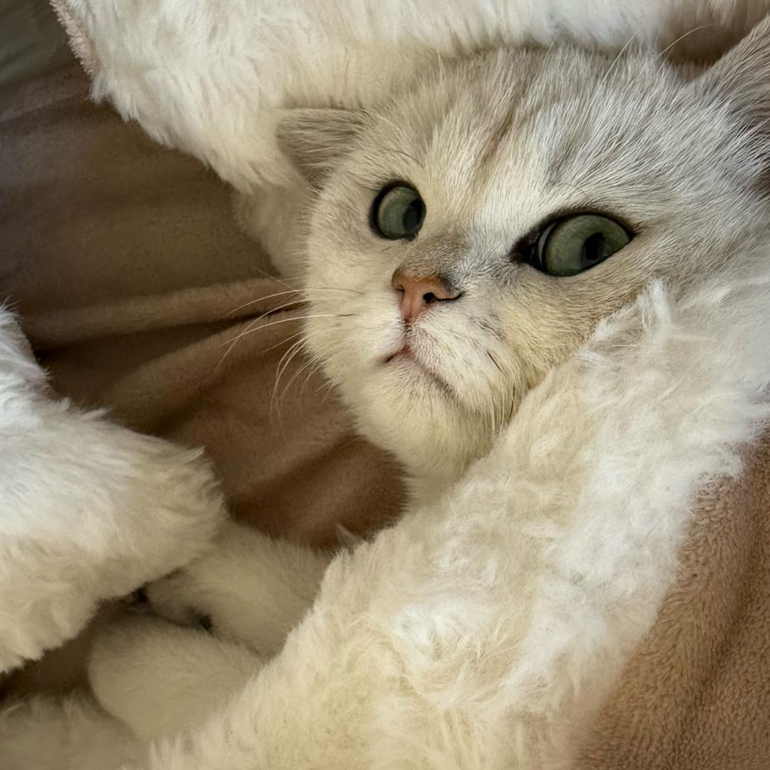 玩慧