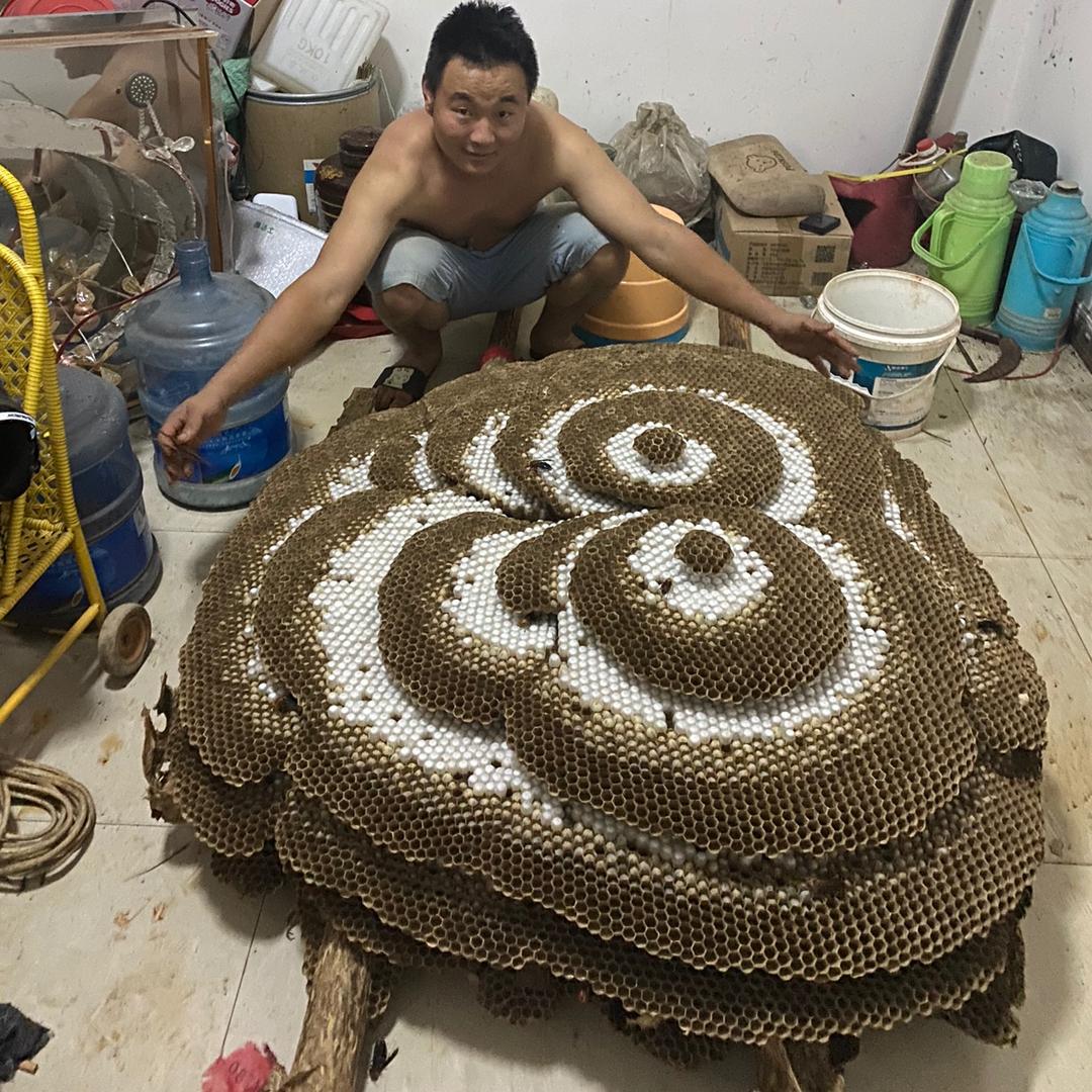 小李胡蜂。