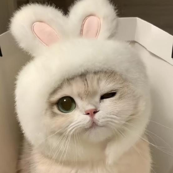 一口奥利奥