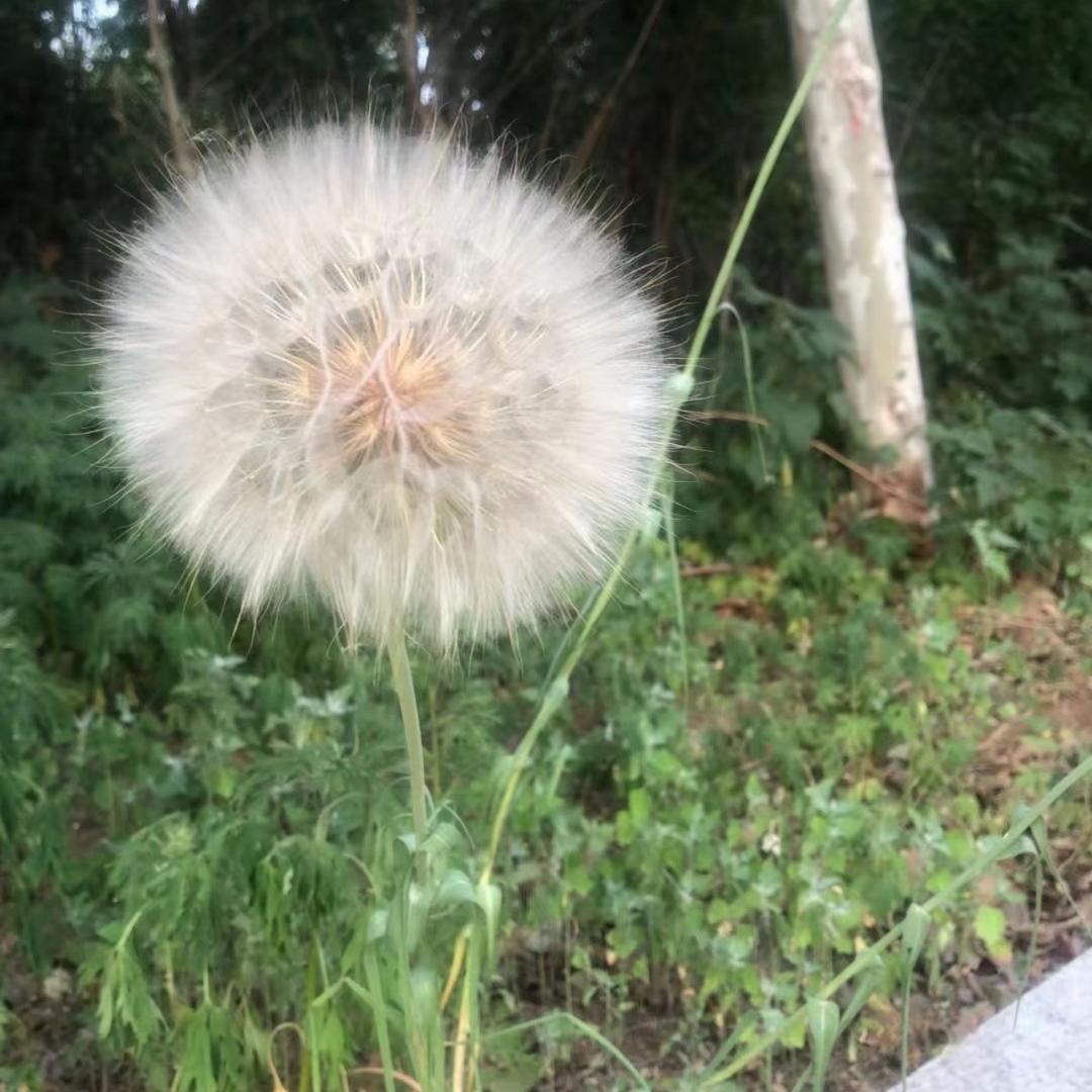 弥家烤鸡