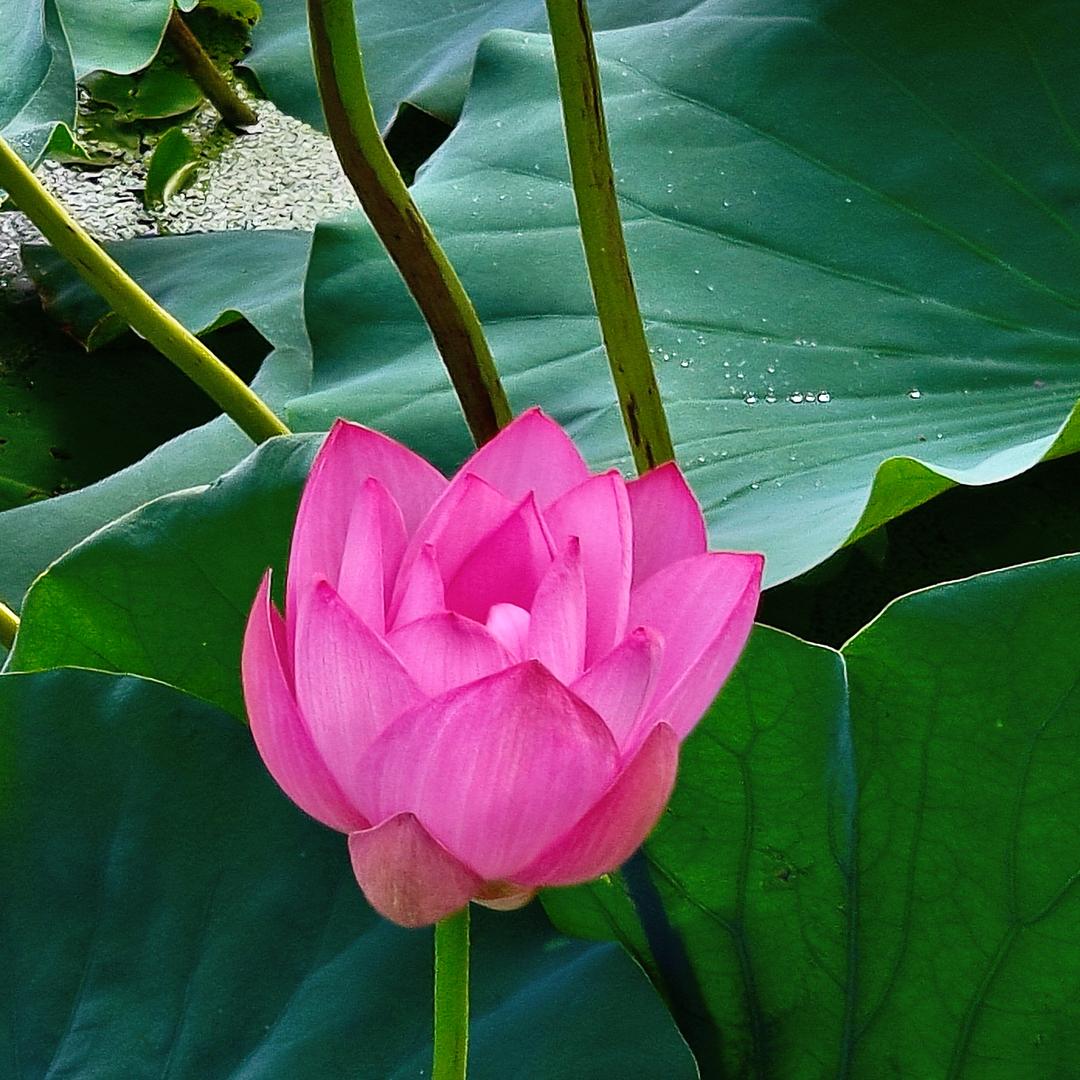 风轻云淡@