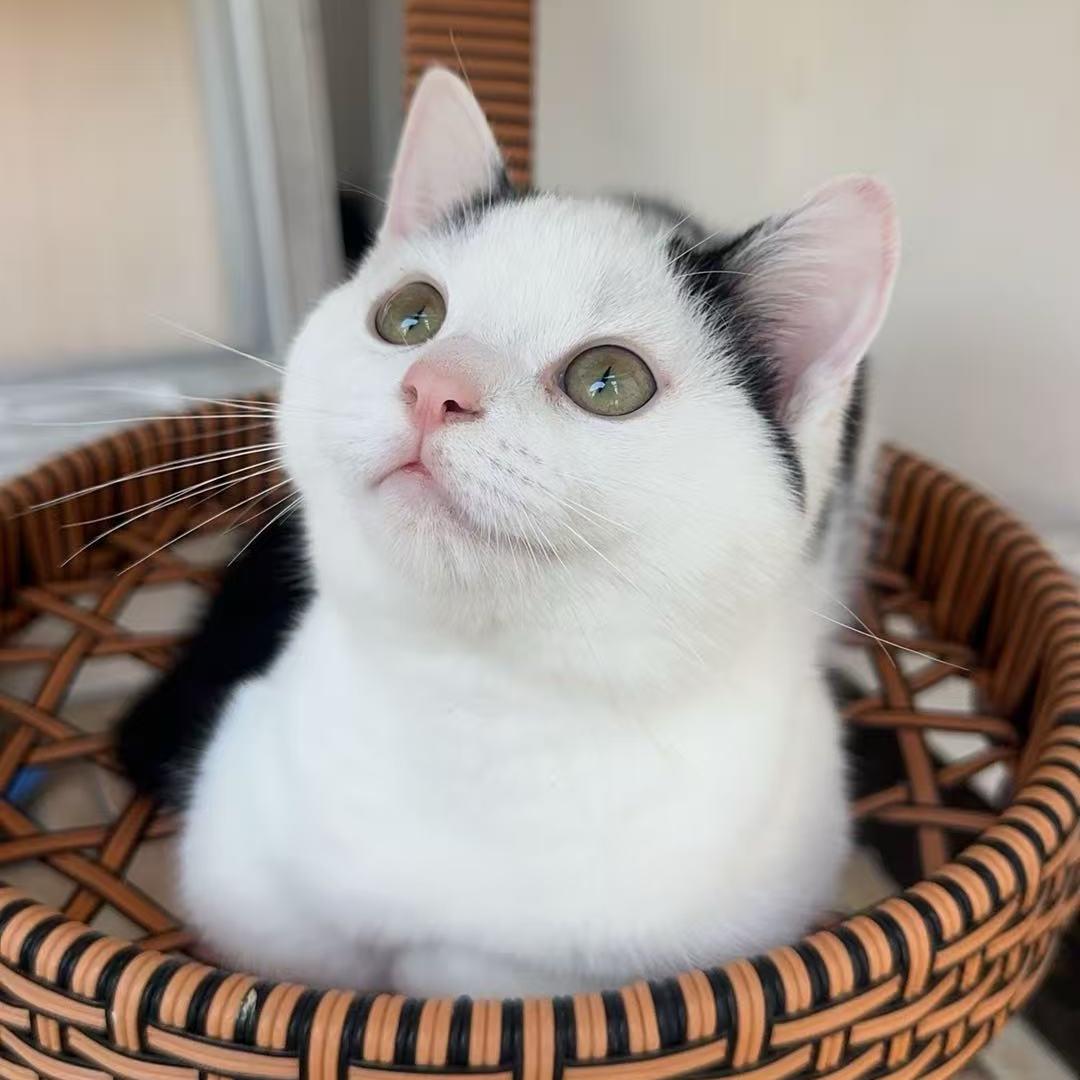 乖乖是只猫🐱