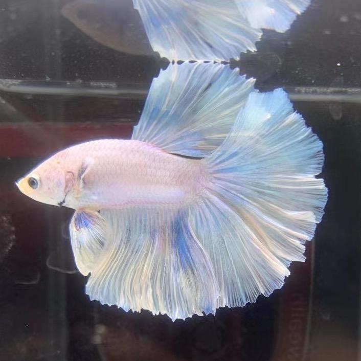 瑞丰泰斗水族