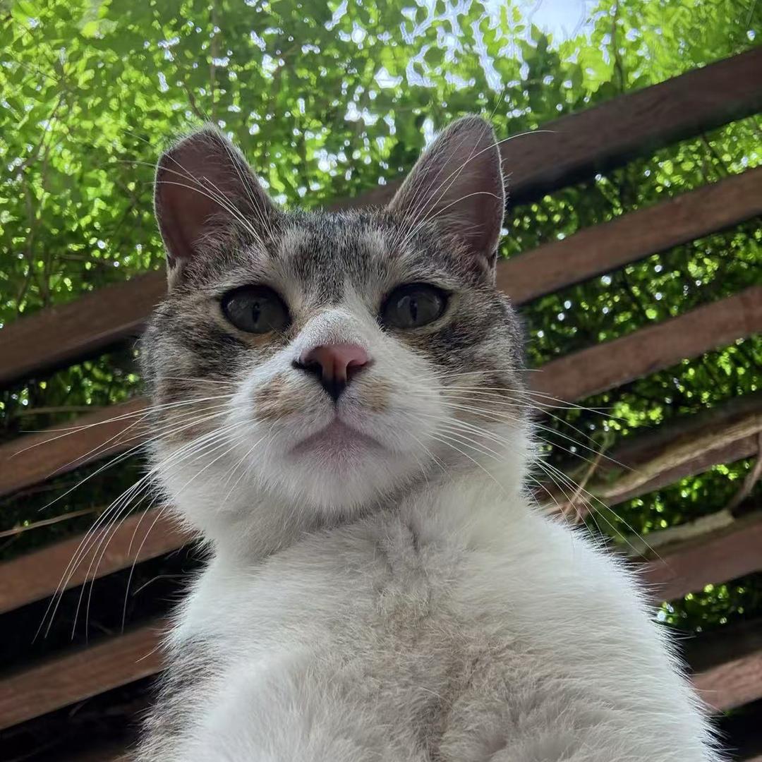 建桥喵喵🐱