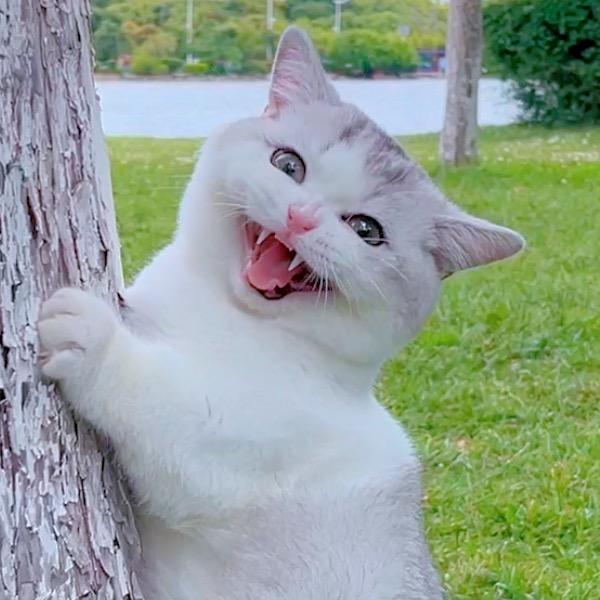 哈哈的蛋黄🐾