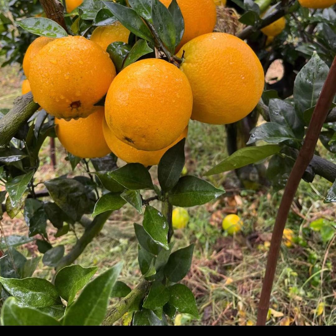 橙橙生鲜优选1号