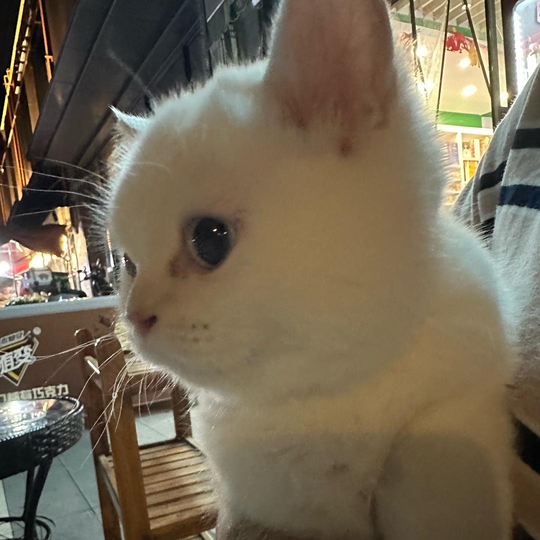 丸子小小