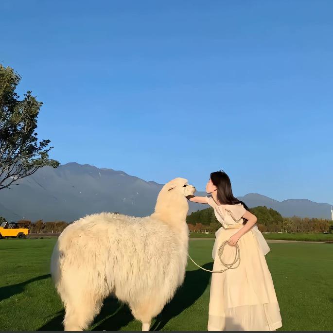 小羊驼🦙