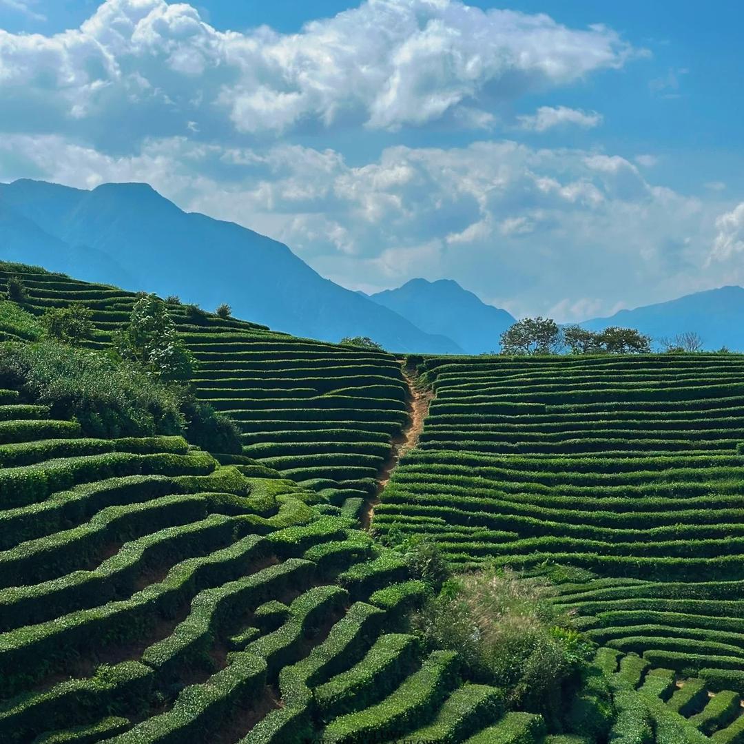 白贡仙阿梦茶业