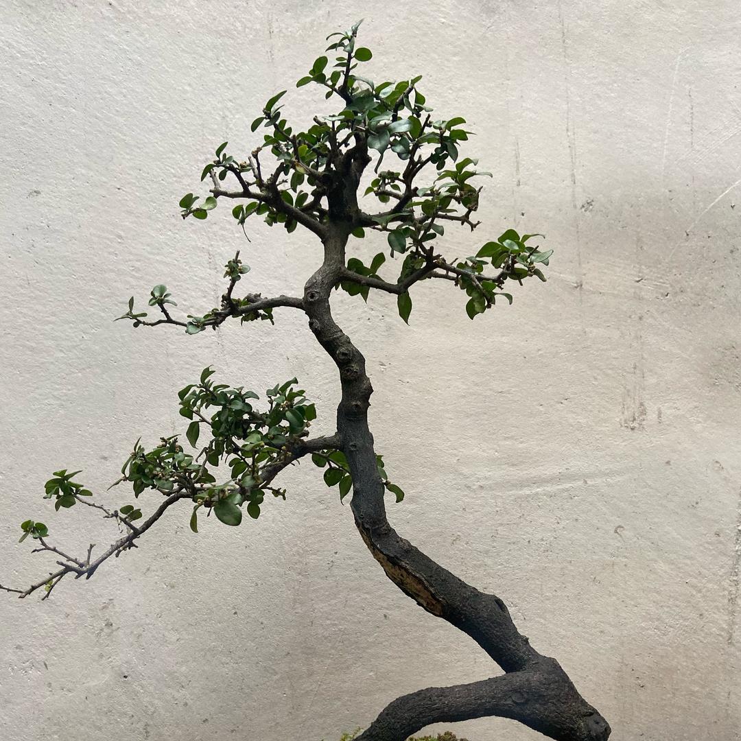 春秋金弹子