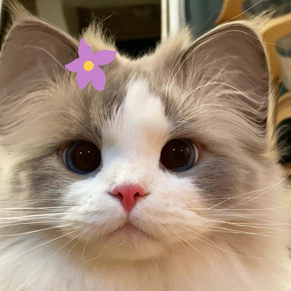 小猫Cat