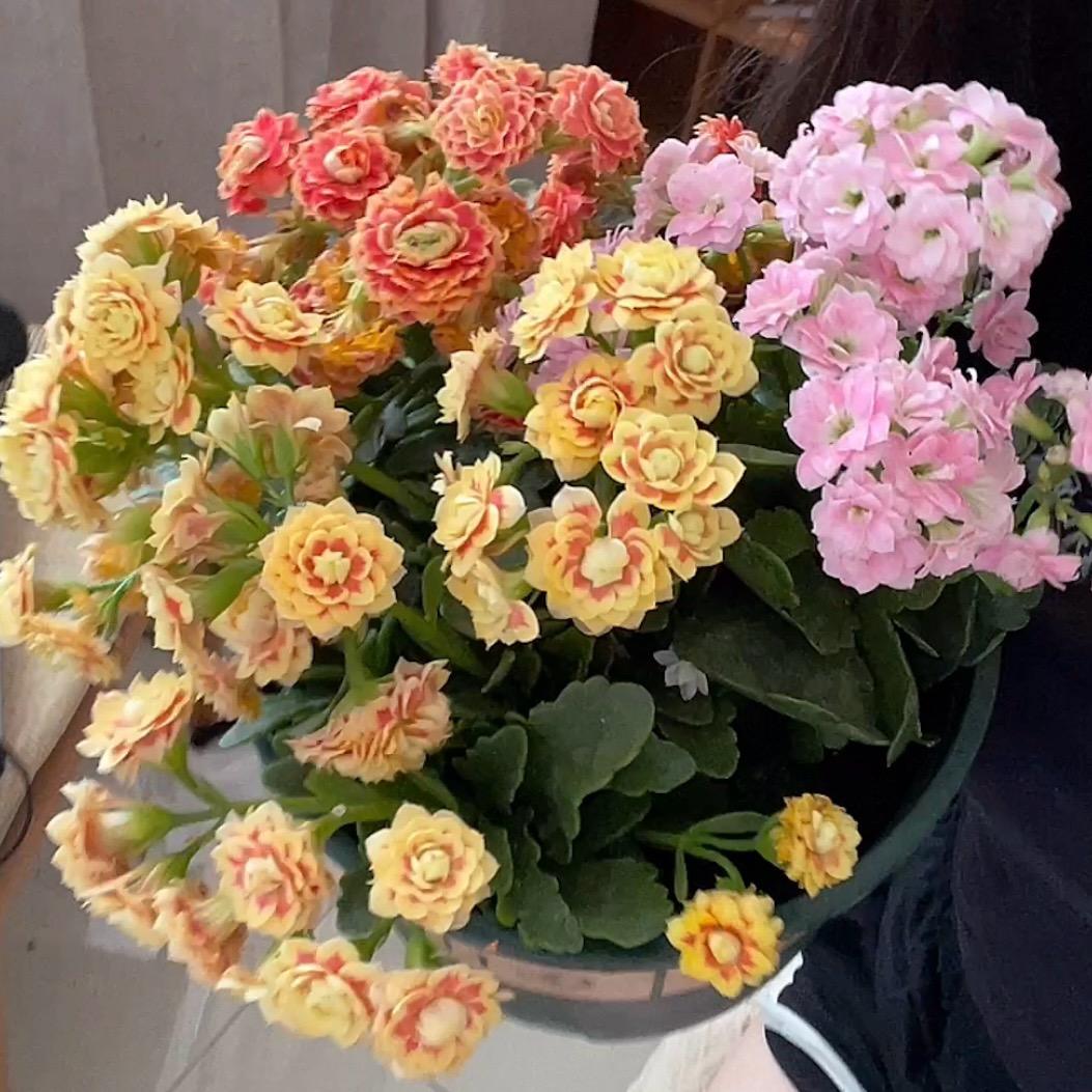 小森野花卉