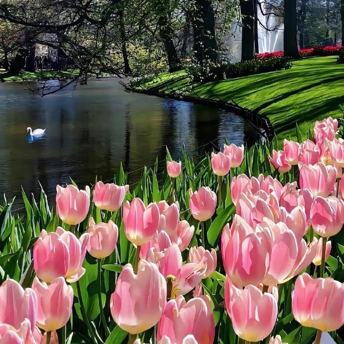 __花开富贵.         ╲