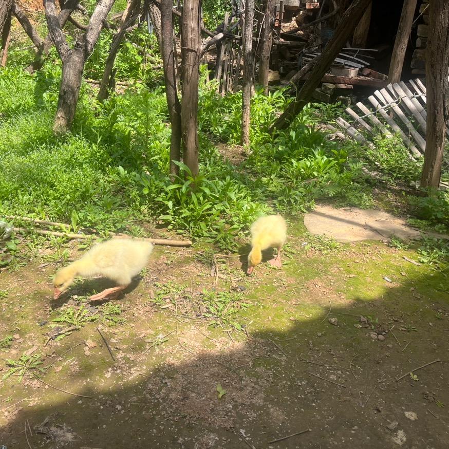我是飞鱼