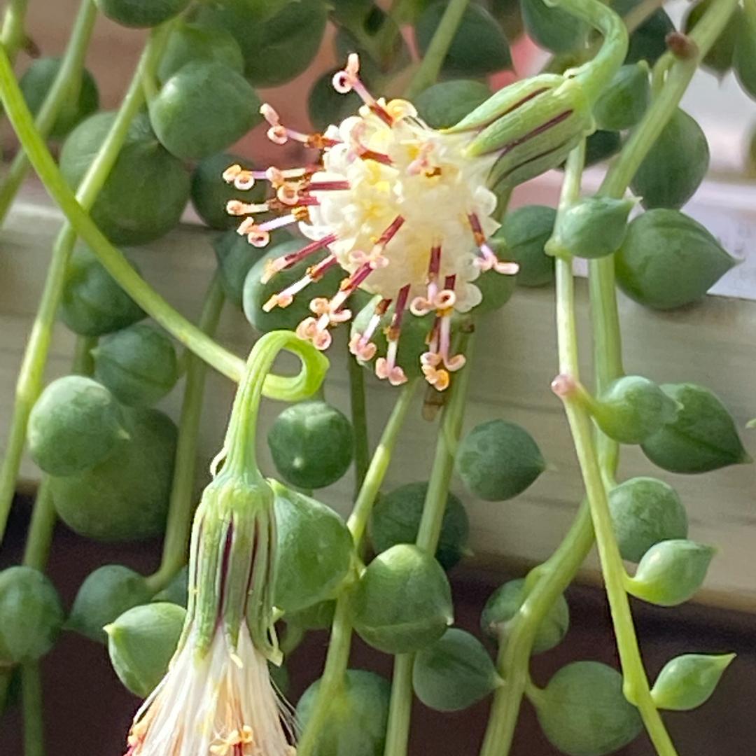 西西遛遛和花朵