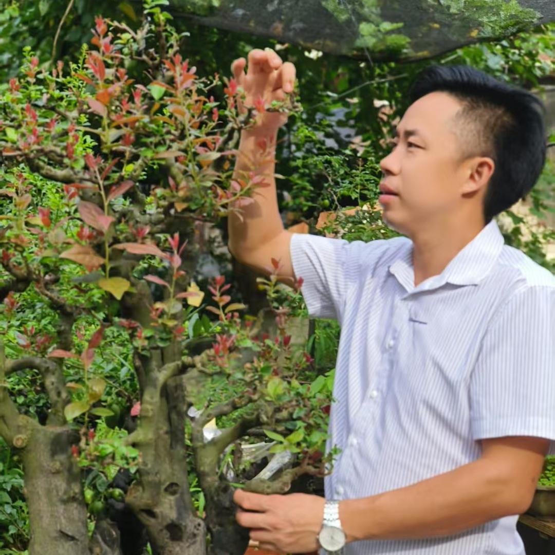 四海金弹子园艺