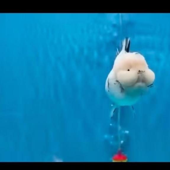 莫