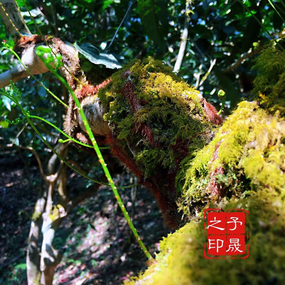 予晟茶叶