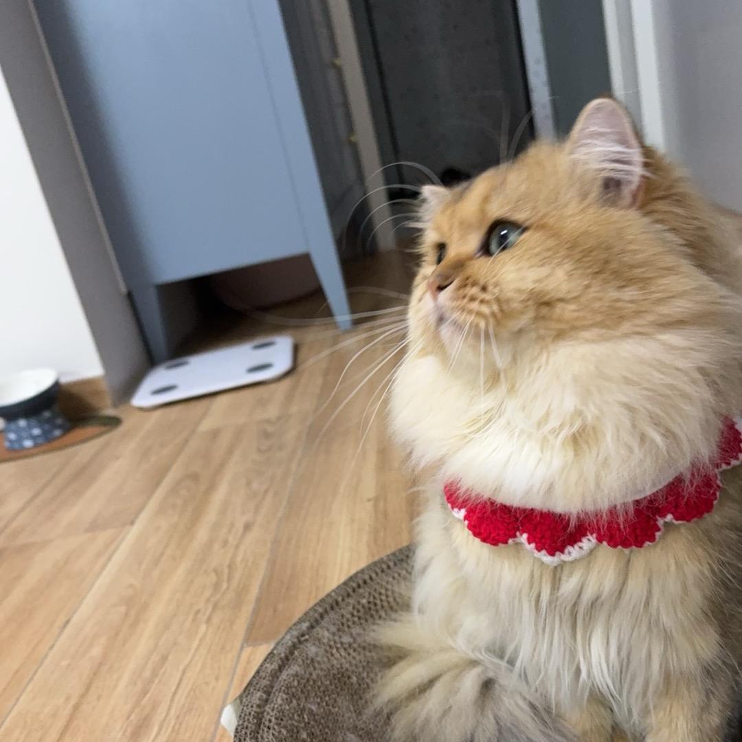 肉肉是多肉的肉