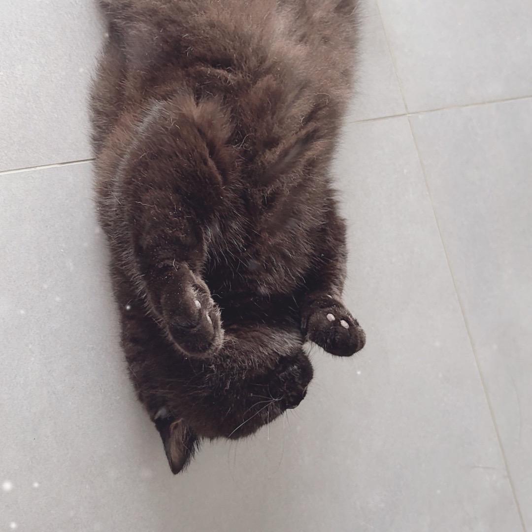 淑姐姐