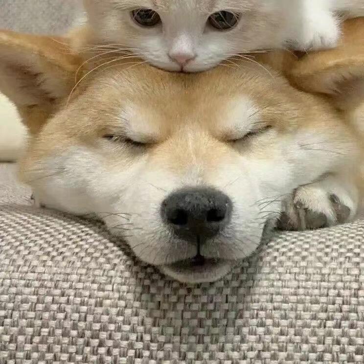 壮壮