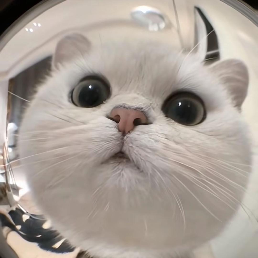 猴子称霸王🪷