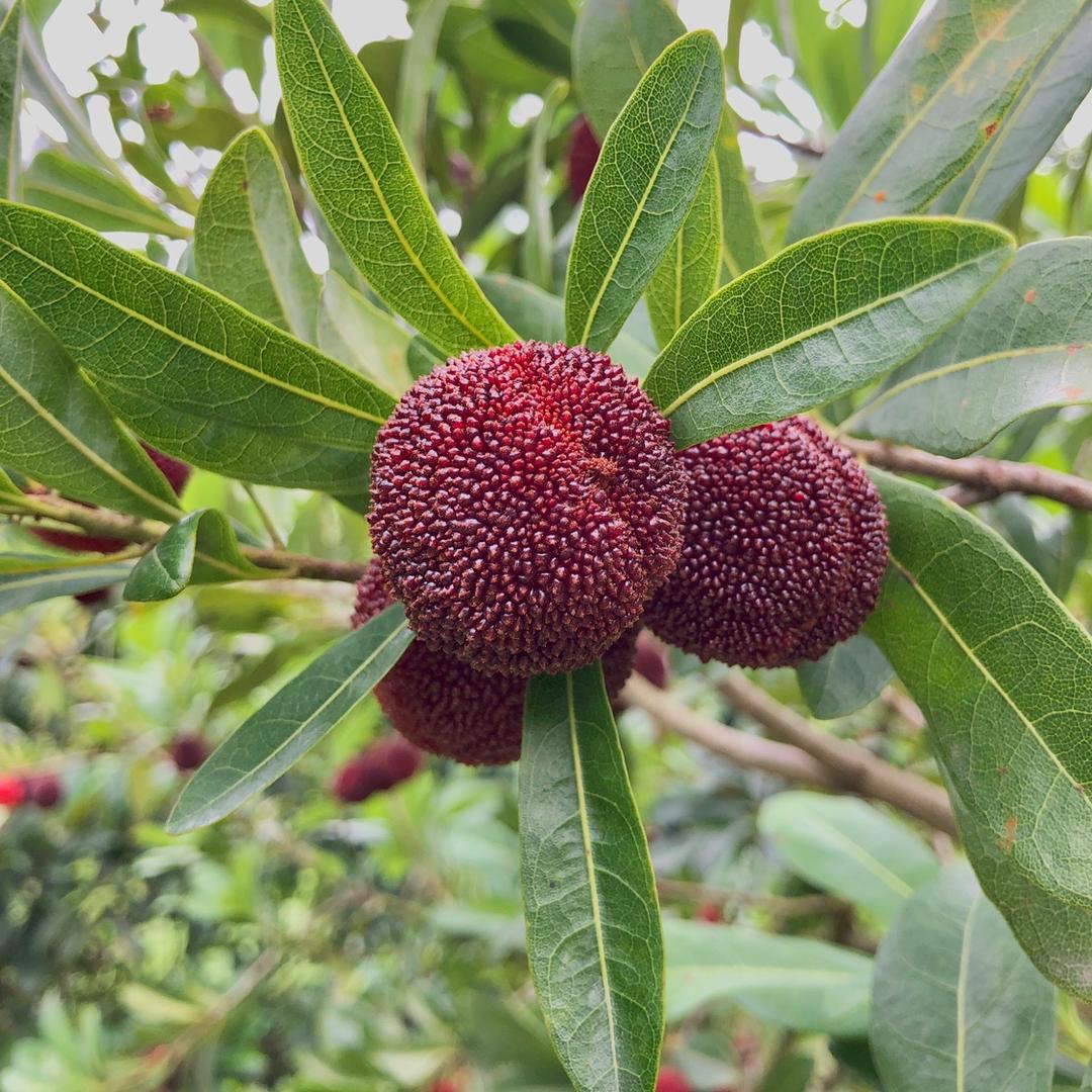 仙居绿色农场种的东魁杨梅