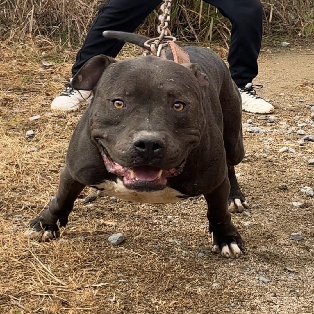 崇阳县比特犬养殖