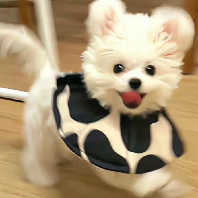 白佳佳的