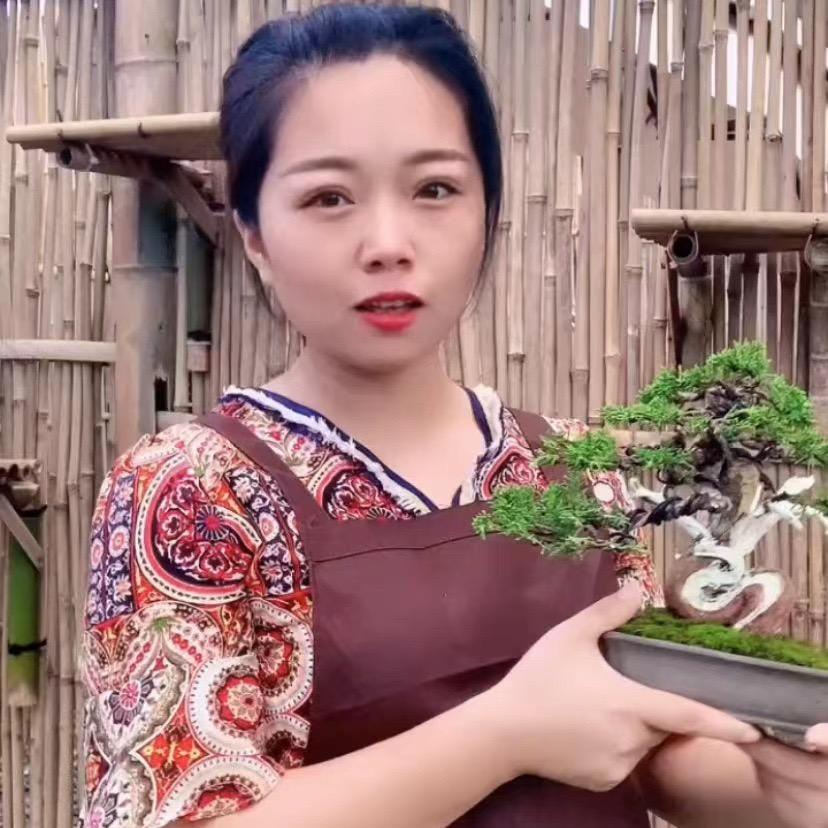 小倩盆景园艺