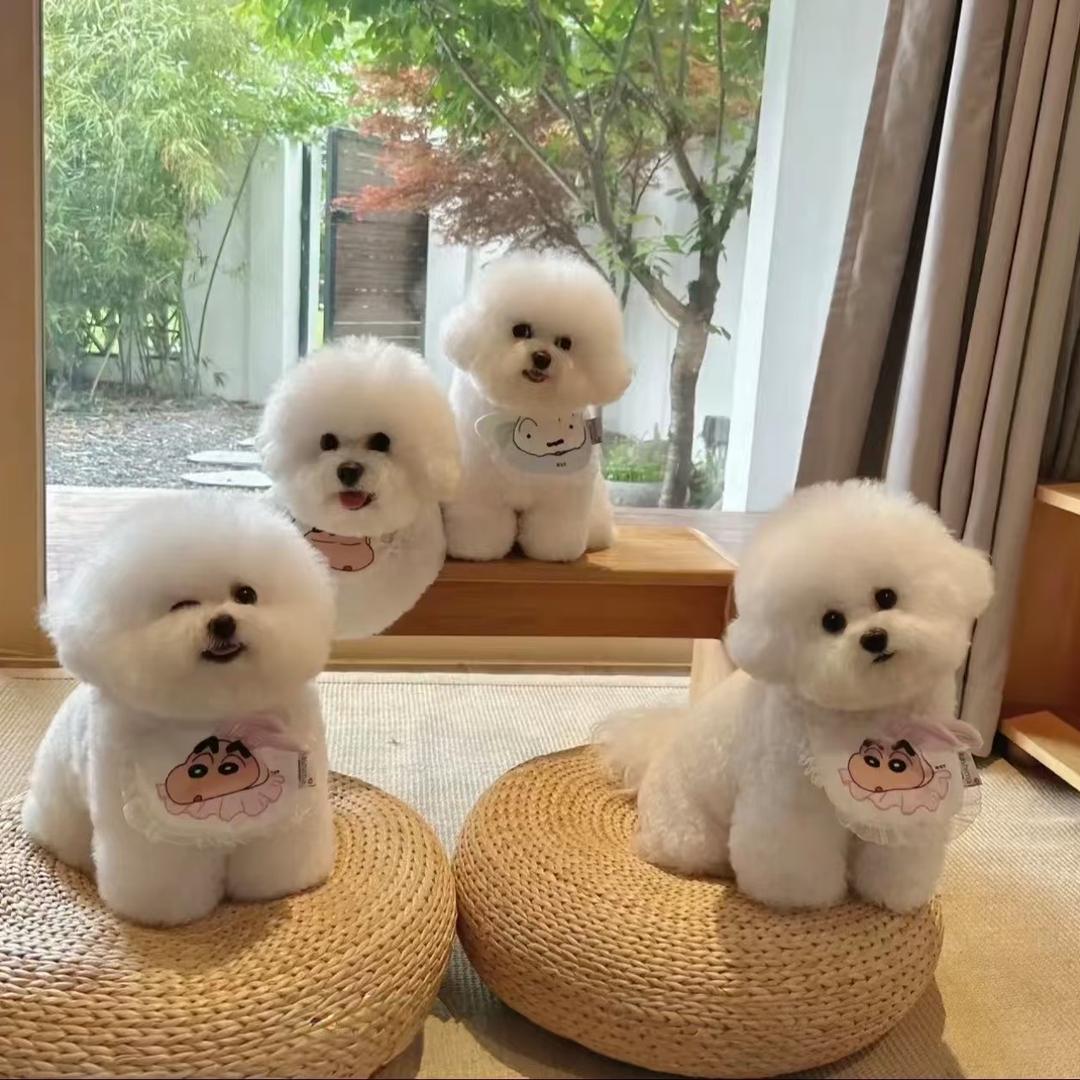 宠铺萌宠犬舍