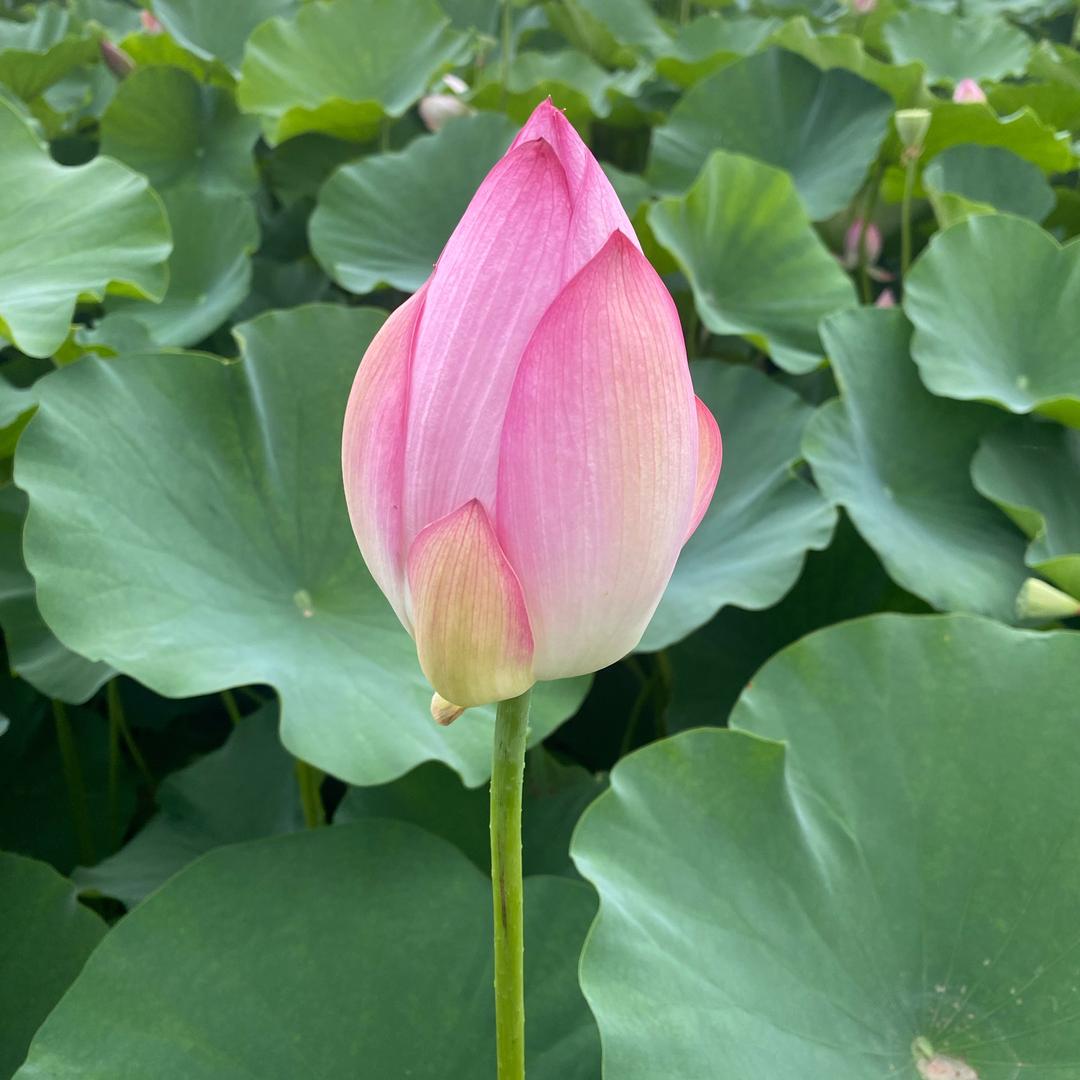 💞好运连连🍁